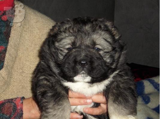 Kennel "Duchman" sale male Caucasian Shepherd